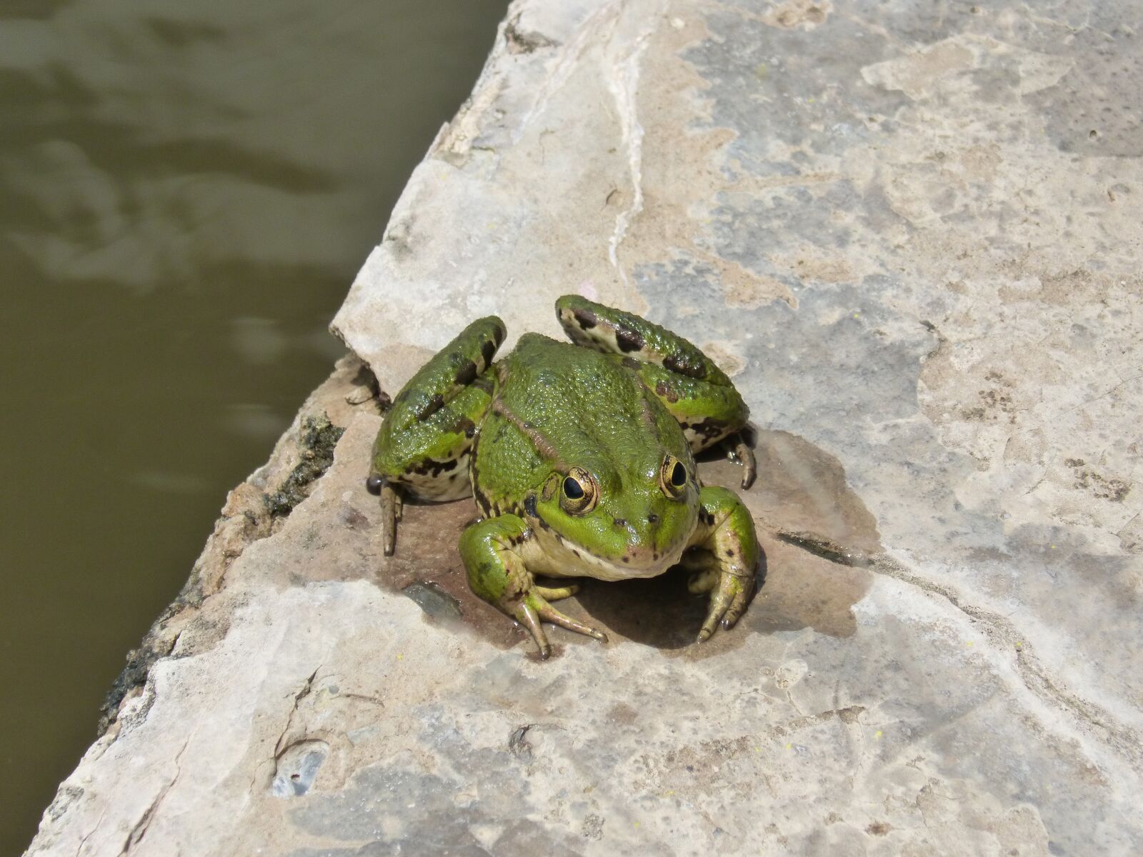 Panasonic DMC-FZ62 sample photo. Frog, batrachian, raft photography