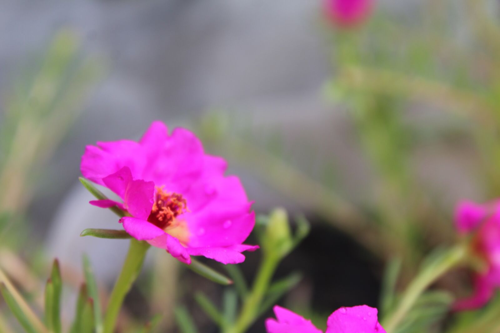 Canon EOS 1200D (EOS Rebel T5 / EOS Kiss X70 / EOS Hi) sample photo. Flower, pink, small photography