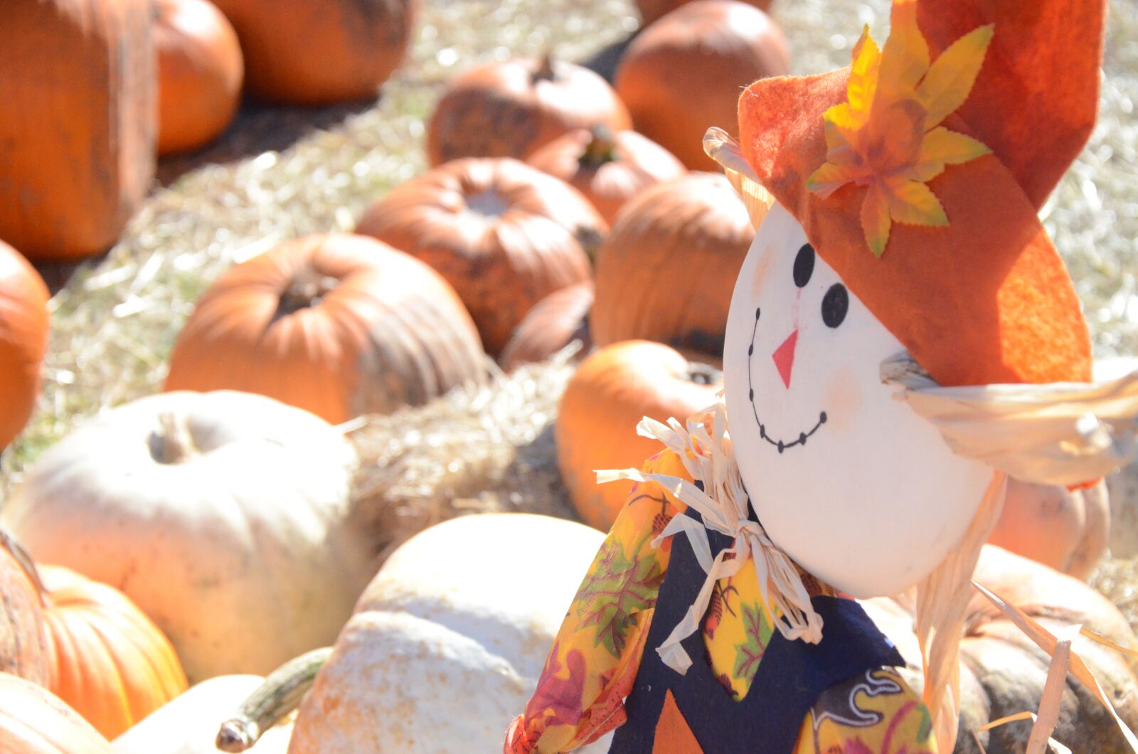 Nikon D7000 sample photo. Scarecrow, pumpkins, pumpkin photography