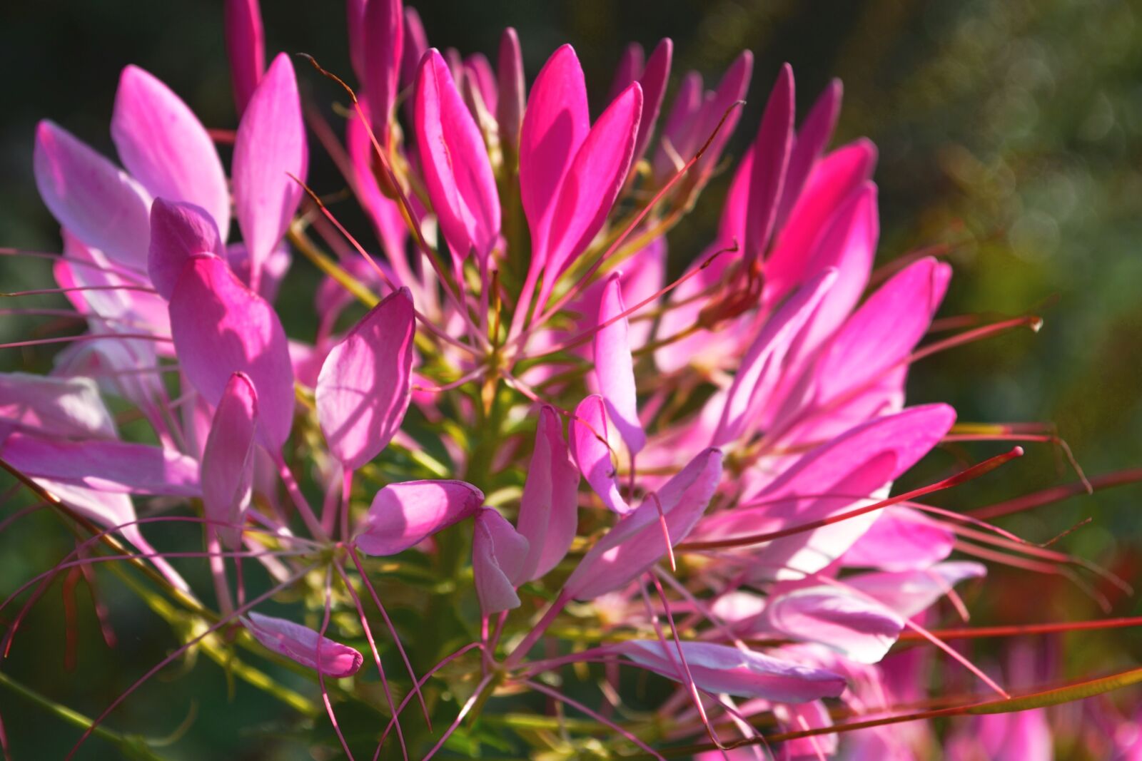 Nikon D3100 sample photo. Sunlight, blossom, bloom photography