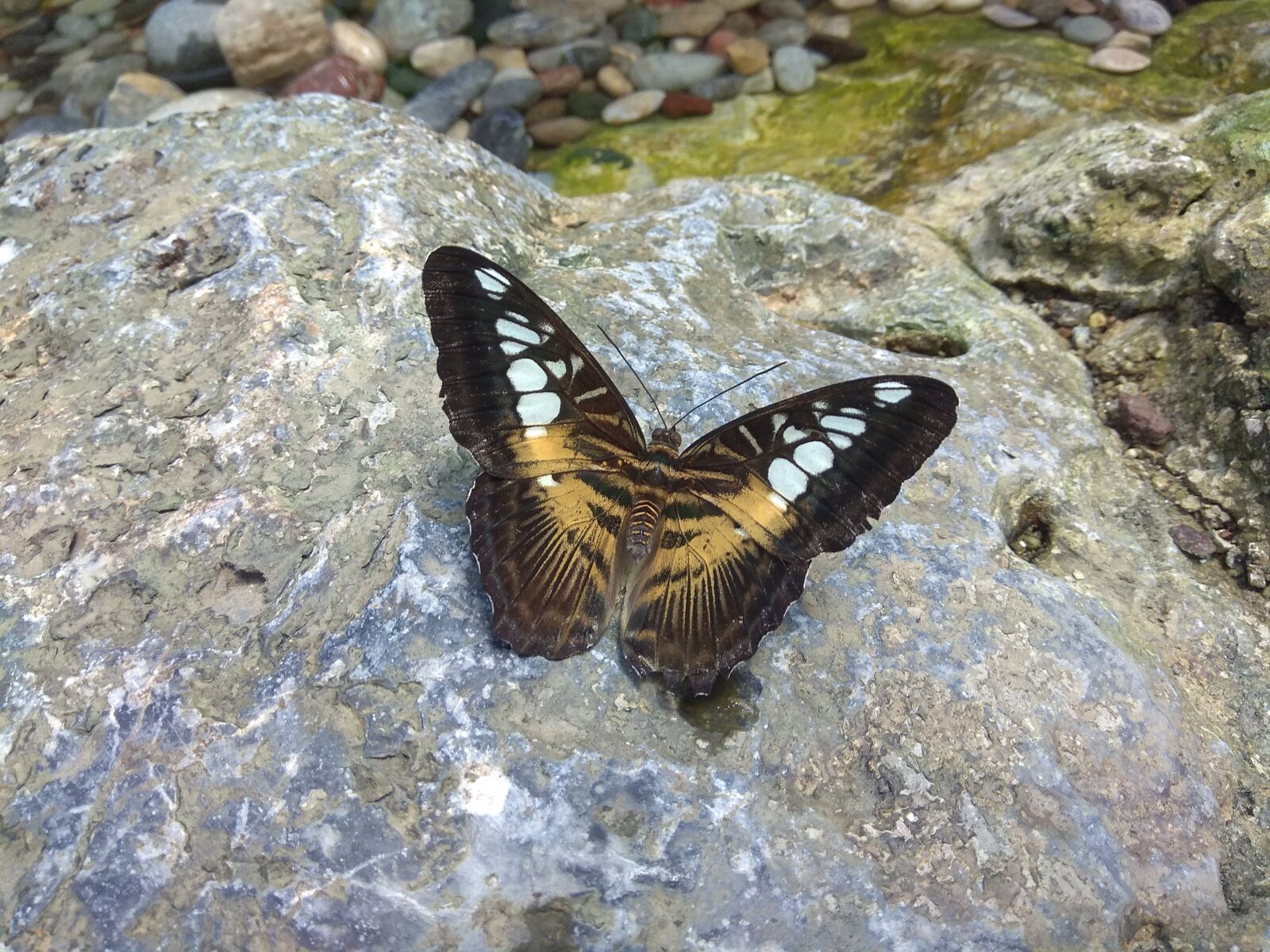 Xiaomi Redmi Note 4 sample photo. Konya, butterfly, butterfly valley photography