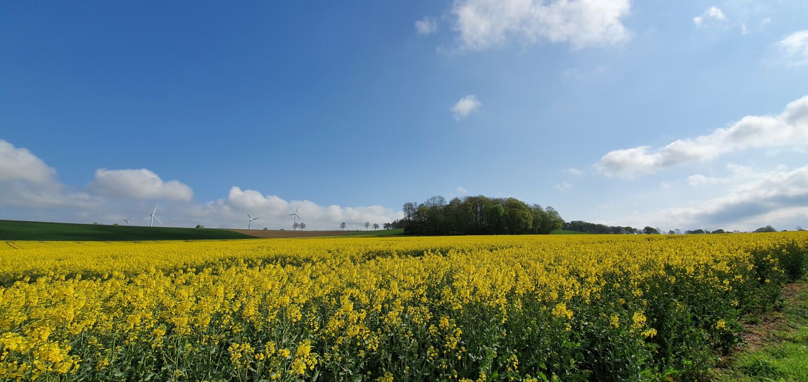 Samsung Galaxy S10 sample photo. Field, oilseed rape, spring photography