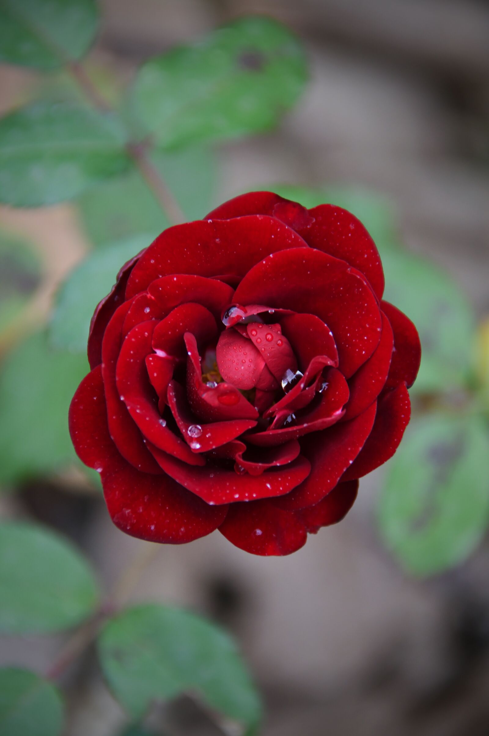 Nikon D3200 sample photo. Red, rose, love photography