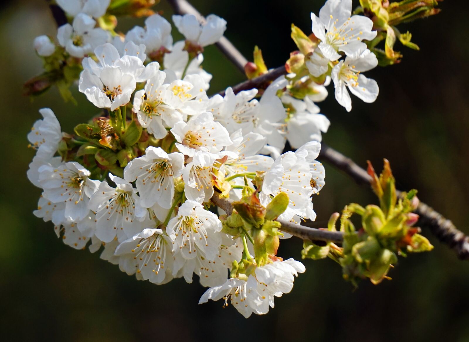 Sony Alpha a5000 (ILCE 5000) + Sony E 55-210mm F4.5-6.3 OSS sample photo. Cherry tree, blossom, bloom photography