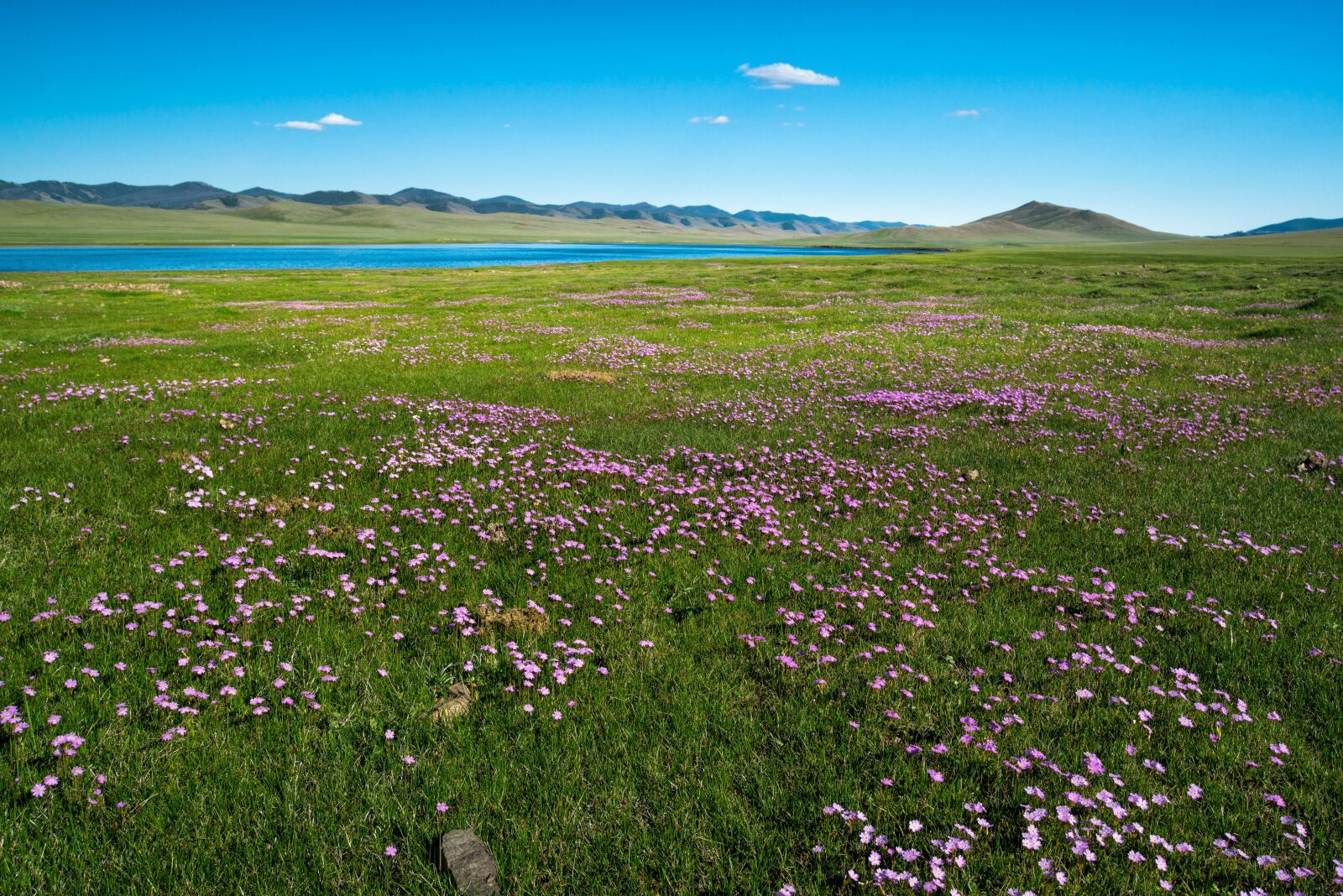 Nikon D800E sample photo. Meadow, lake, primrose photography