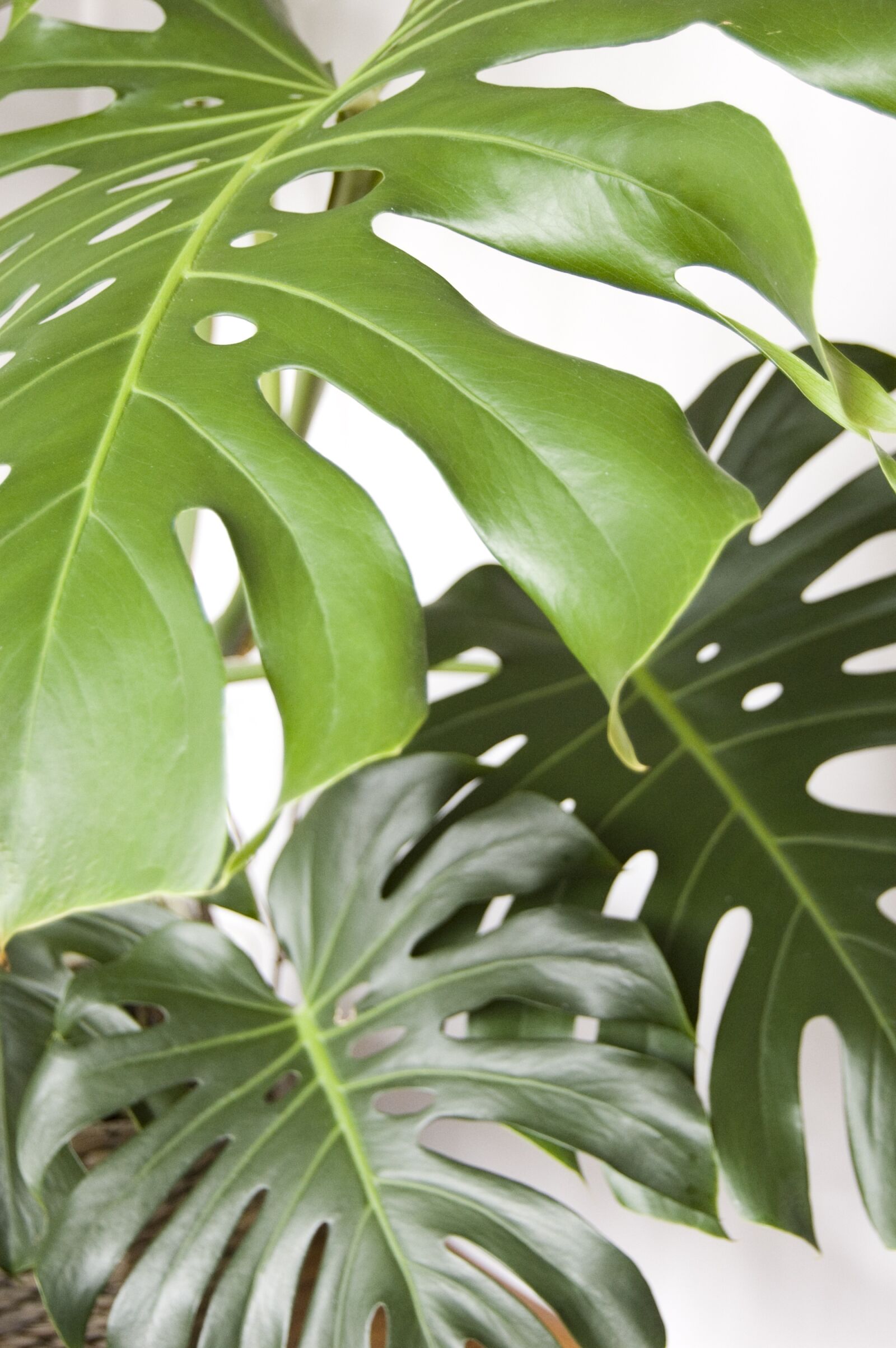Nikon D40 sample photo. Monstera, plant, foliage photography