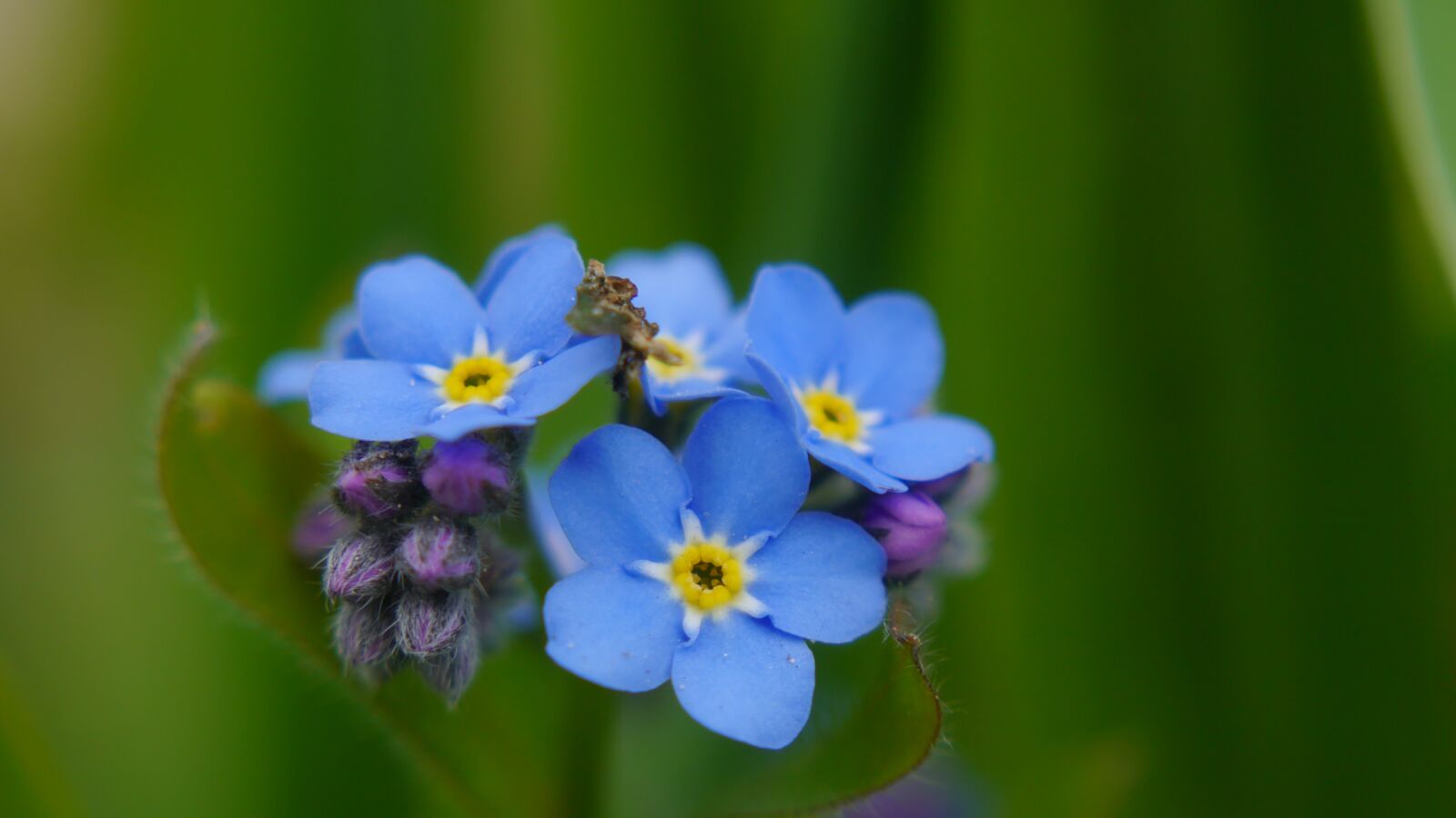 Panasonic Lumix DMC-GF6 sample photo. Flowers, nature, plant photography