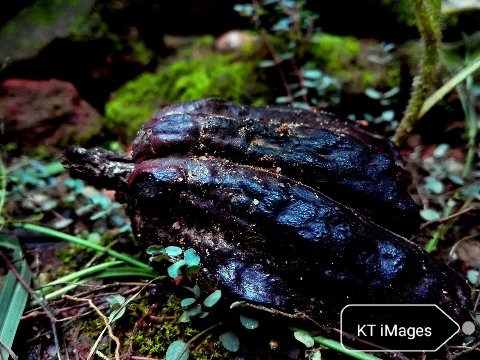 HUAWEI P8 Lite sample photo. Cocoa, nature, kt photography