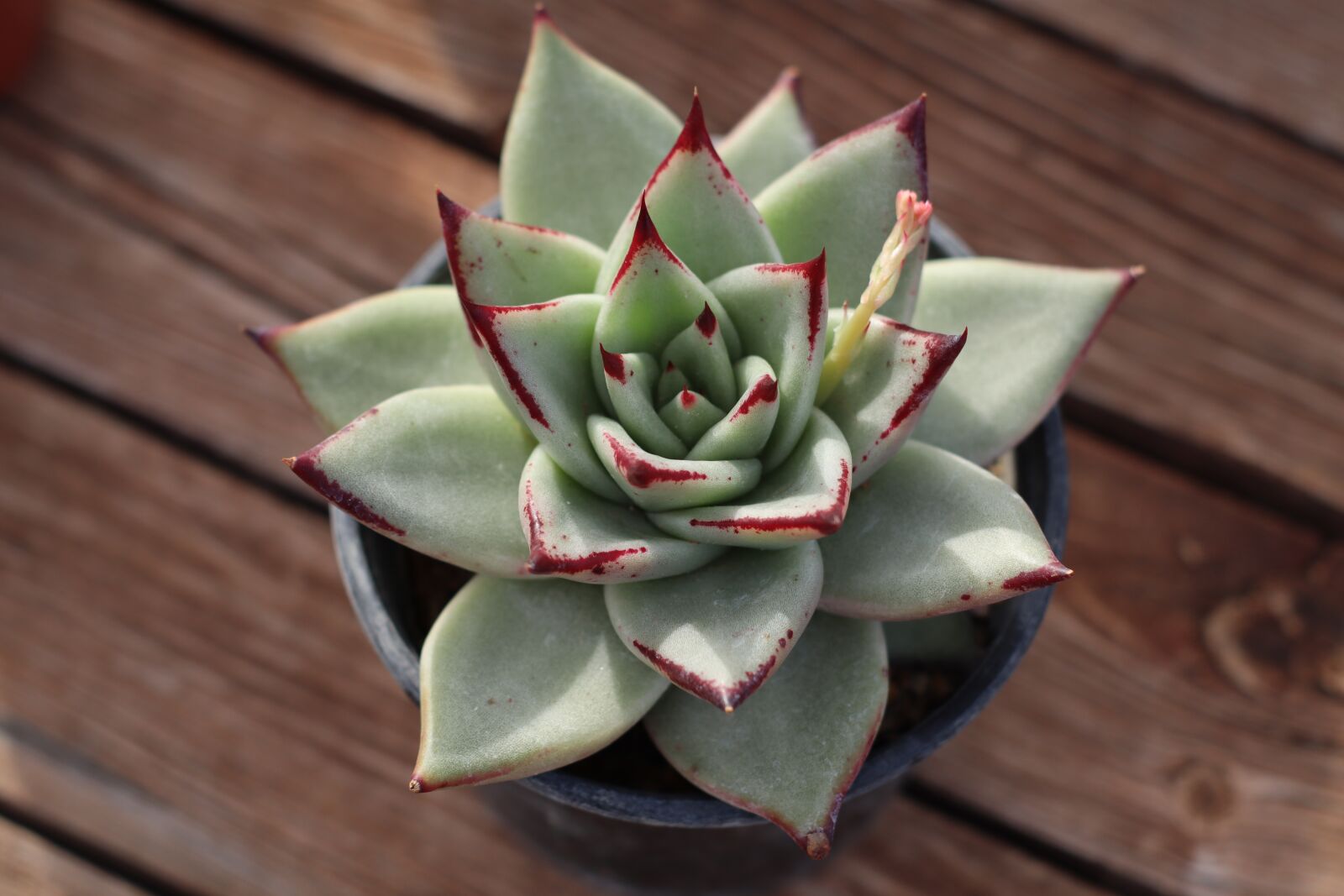 Canon EOS M50 (EOS Kiss M) sample photo. Succulent, gross, crass photography