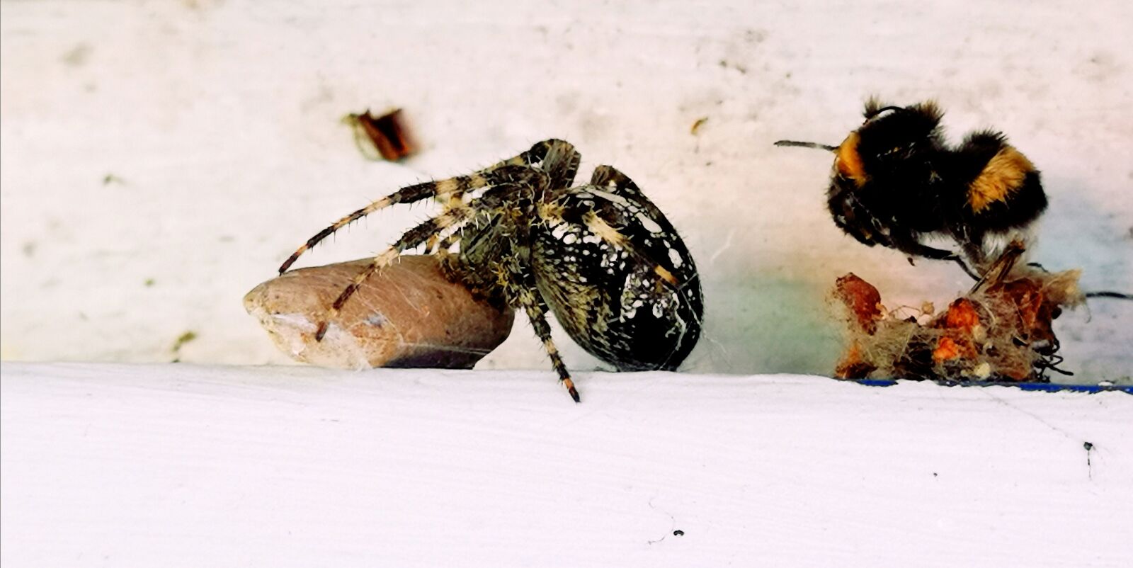 HUAWEI CLT-L29 sample photo. Araneus, hummel, insect photography