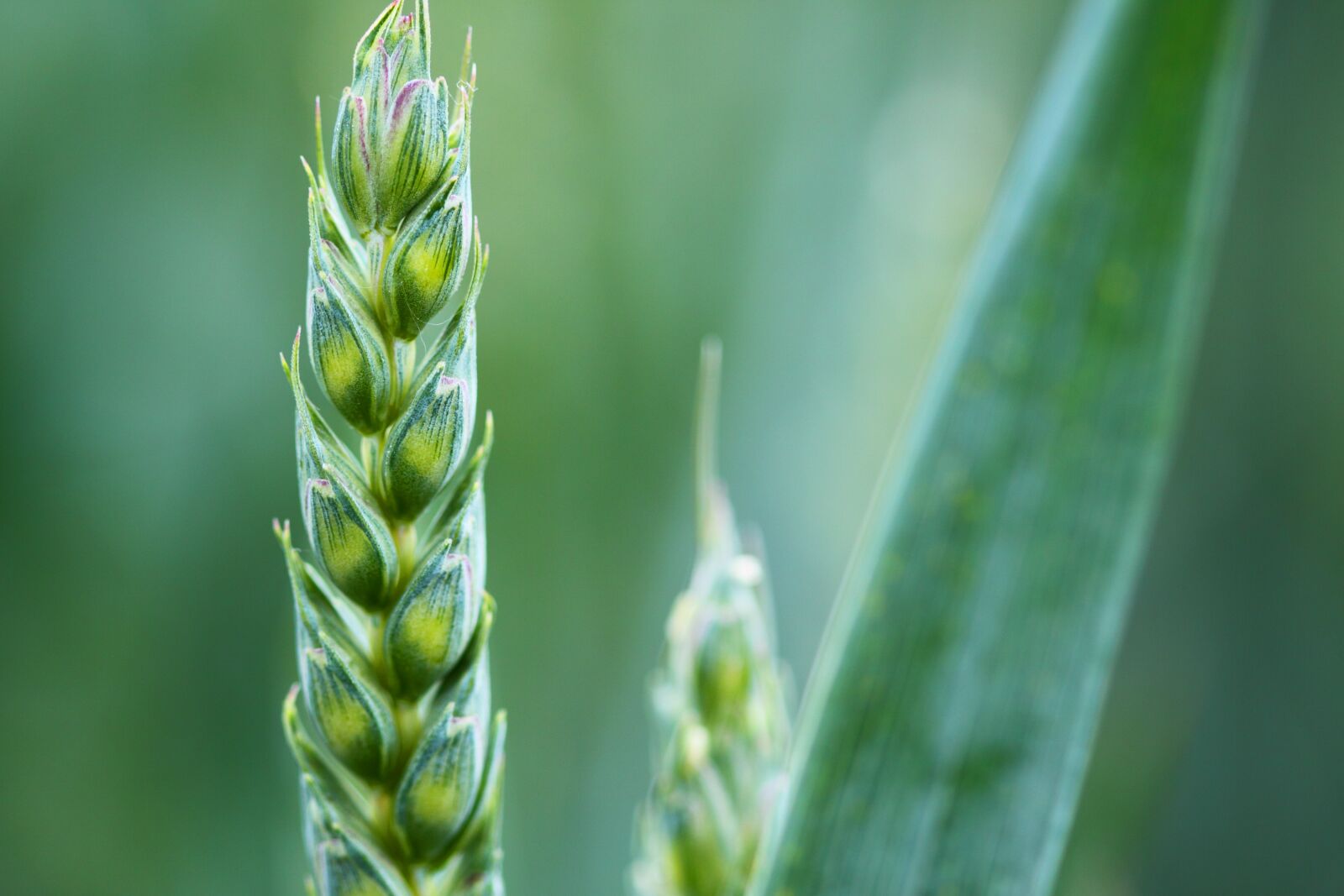 Canon EOS 50D sample photo. Agriculture, background, cereal, corn photography