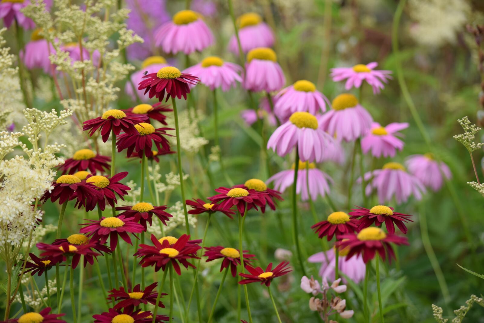 Nikon D5300 sample photo. Flowers, pink, spring photography