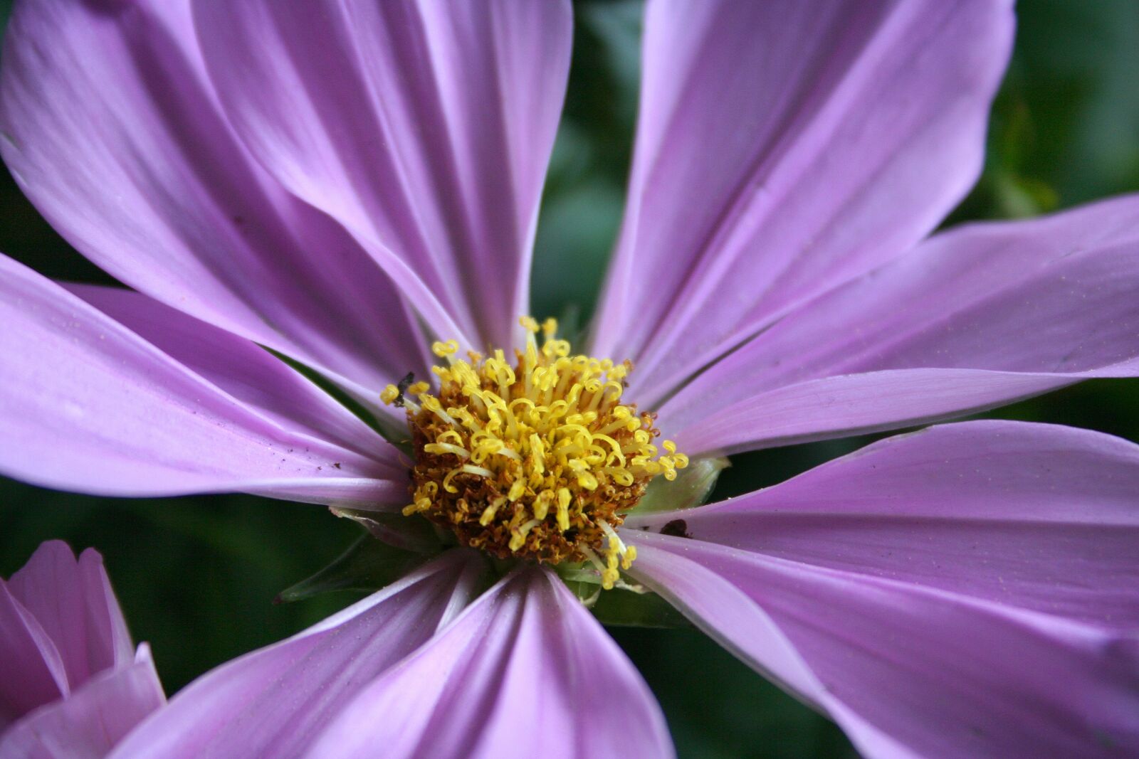 Canon EOS 350D (EOS Digital Rebel XT / EOS Kiss Digital N) sample photo. Flower, purple, blossom photography