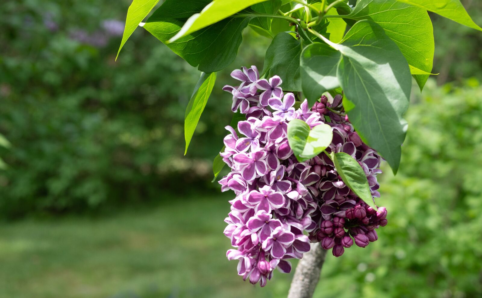 Panasonic Leica DG Summilux 25mm F1.4 II ASPH sample photo. Lilac, rare color combination photography