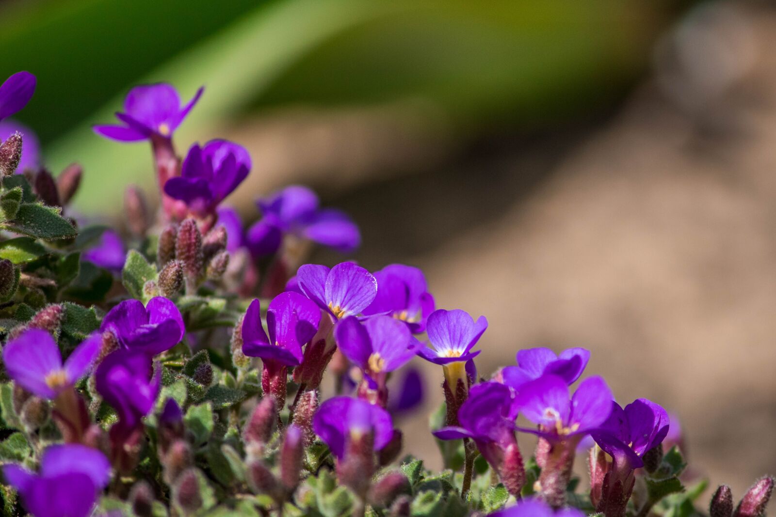 Canon EOS 200D (EOS Rebel SL2 / EOS Kiss X9) sample photo. Obrieta, flowers, purple photography