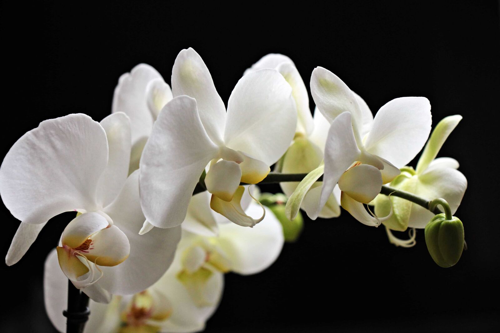 Canon EOS 550D (EOS Rebel T2i / EOS Kiss X4) sample photo. White orchid, petal, exotic photography
