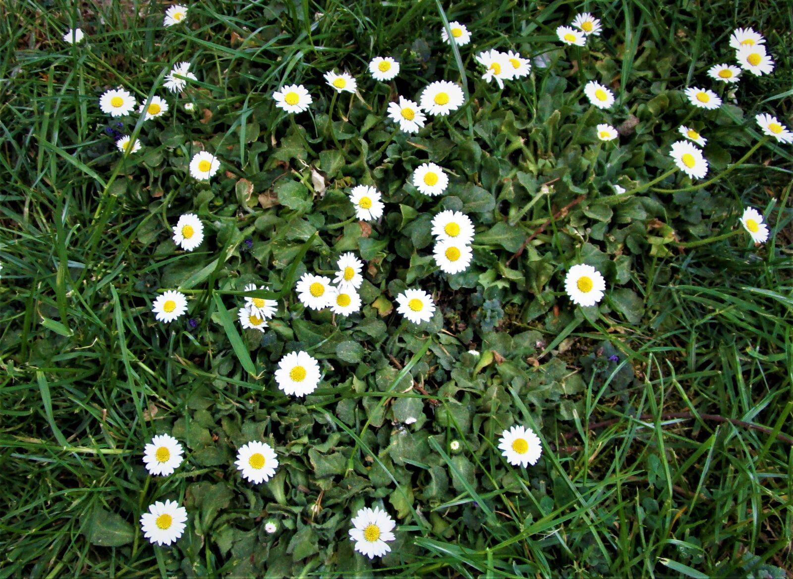 Canon IXUS 190 sample photo. Nature, wild flowers, spring photography