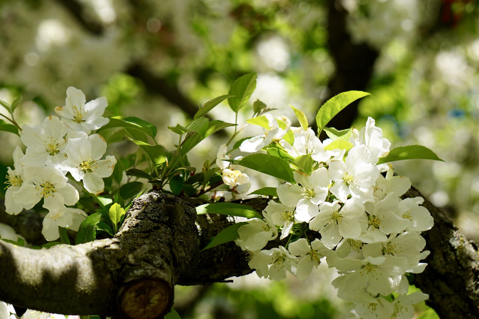 Sony a5100 sample photo. Blossom, tree, white photography