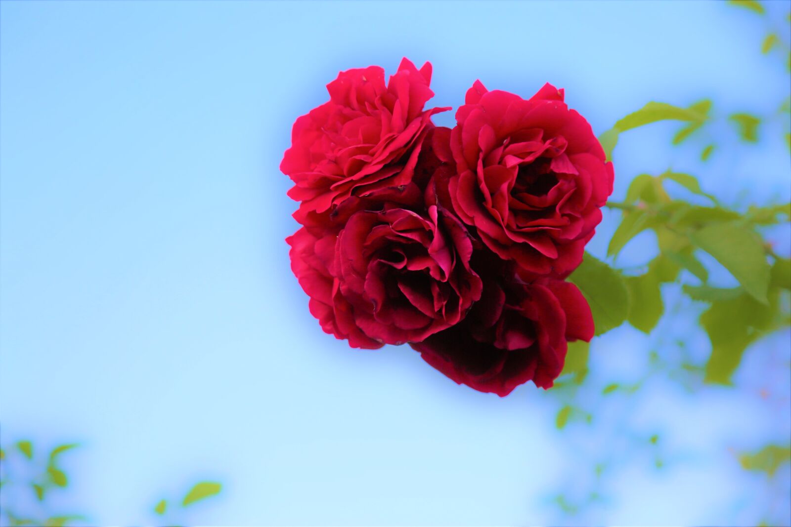 Canon EOS 5D Mark III sample photo. Rose, red, nature photography