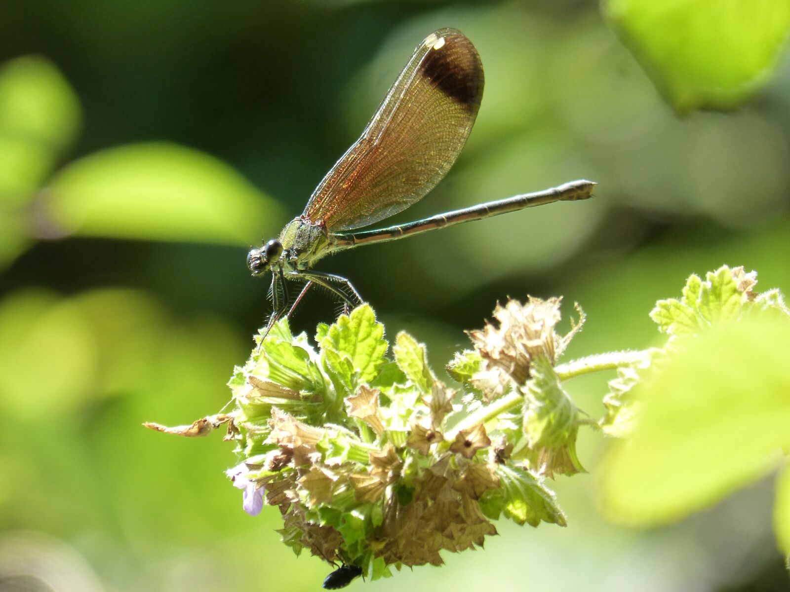 Panasonic DMC-FZ62 sample photo. Dragonfly, damselfly, calopteryx haemorrhoidalis photography