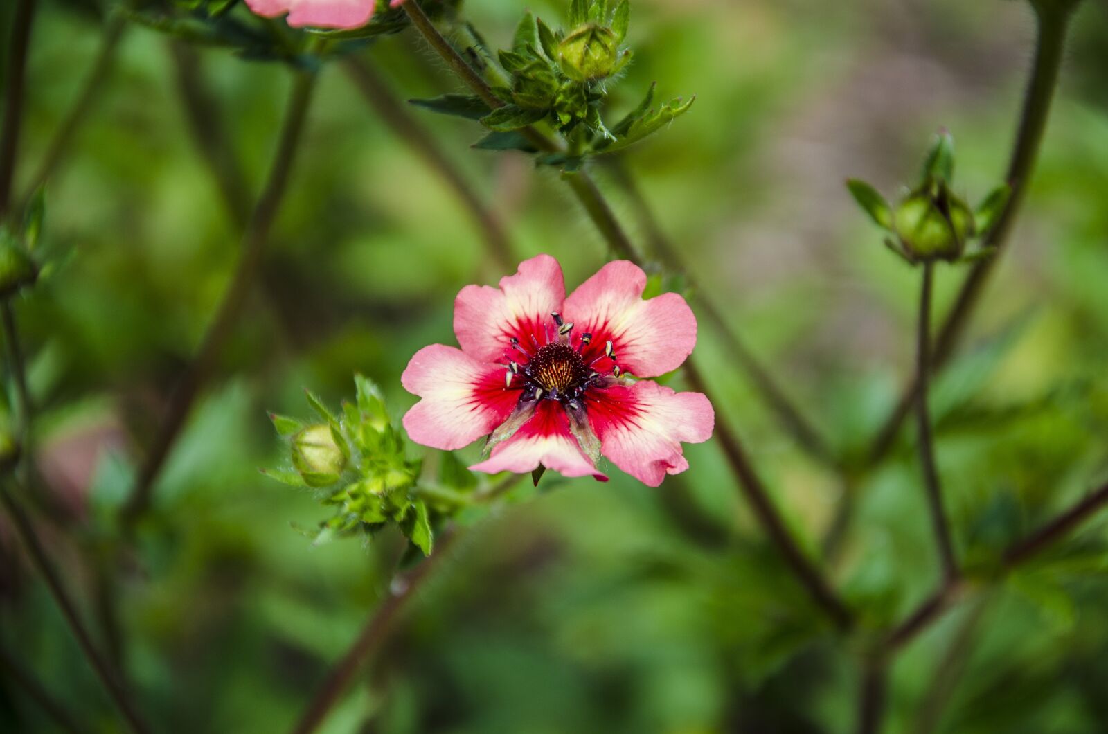 Nikon D5100 sample photo. Flower, red, green photography