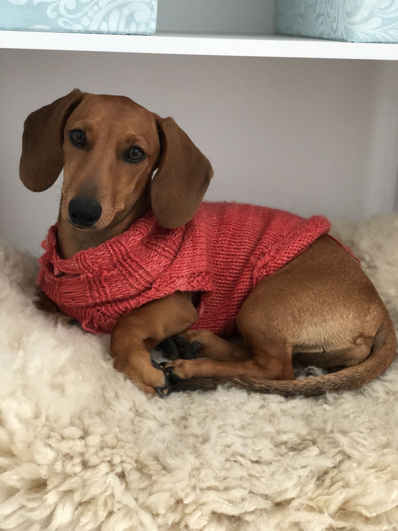 iPhone X back dual camera 6mm f/2.4 sample photo. Dog, puppy, pet photography