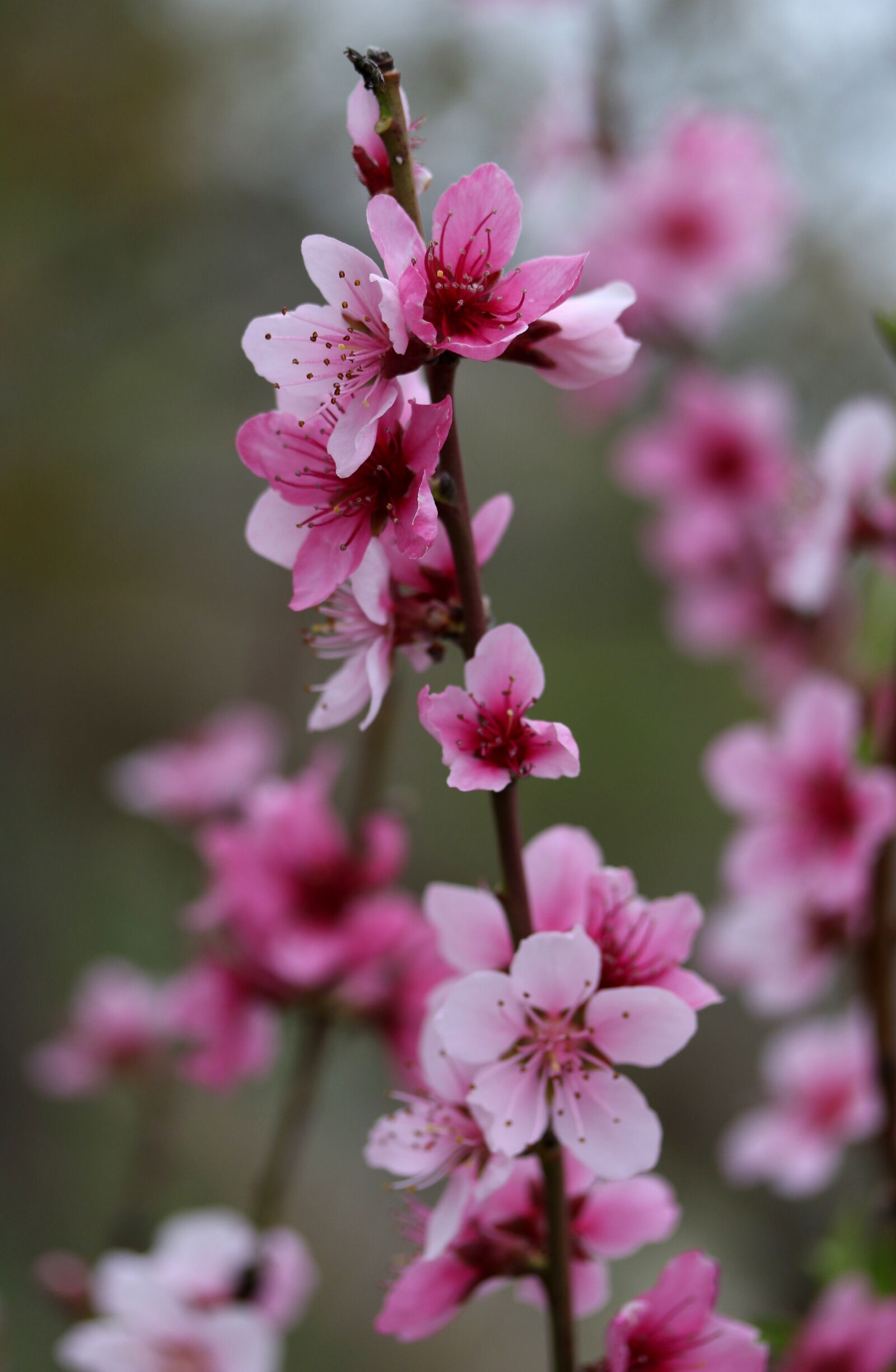 Canon EF-S 60mm F2.8 Macro USM sample photo. Flowers, pink, casey photography