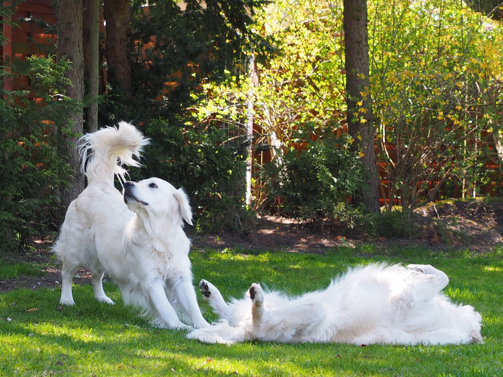 Olympus OM-D E-M1 + Olympus M.Zuiko Digital ED 12-40mm F2.8 Pro sample photo. Dogs, golden retriever, ginger photography
