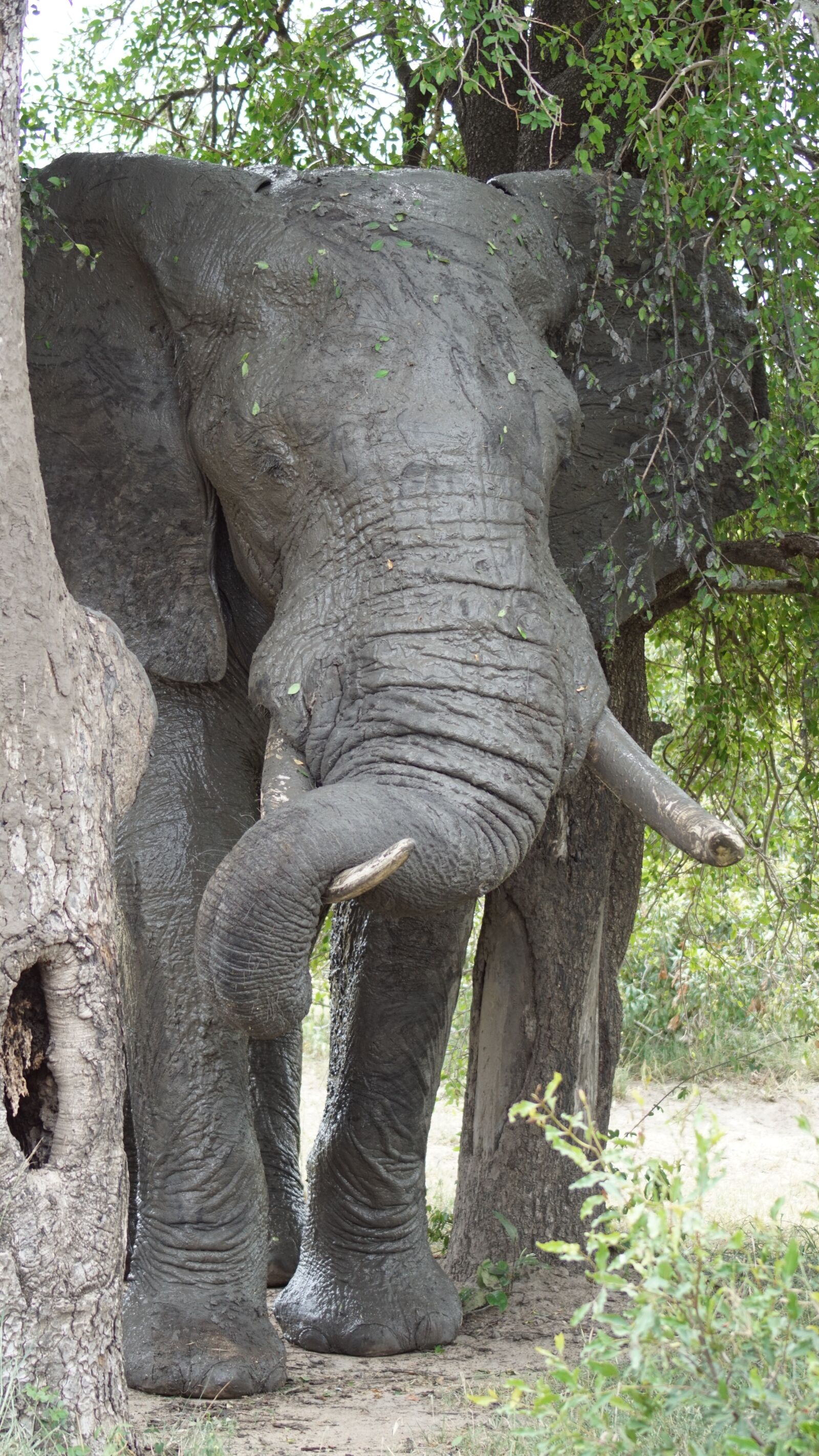 Sony SLT-A68 sample photo. Elephant, africa, national park photography