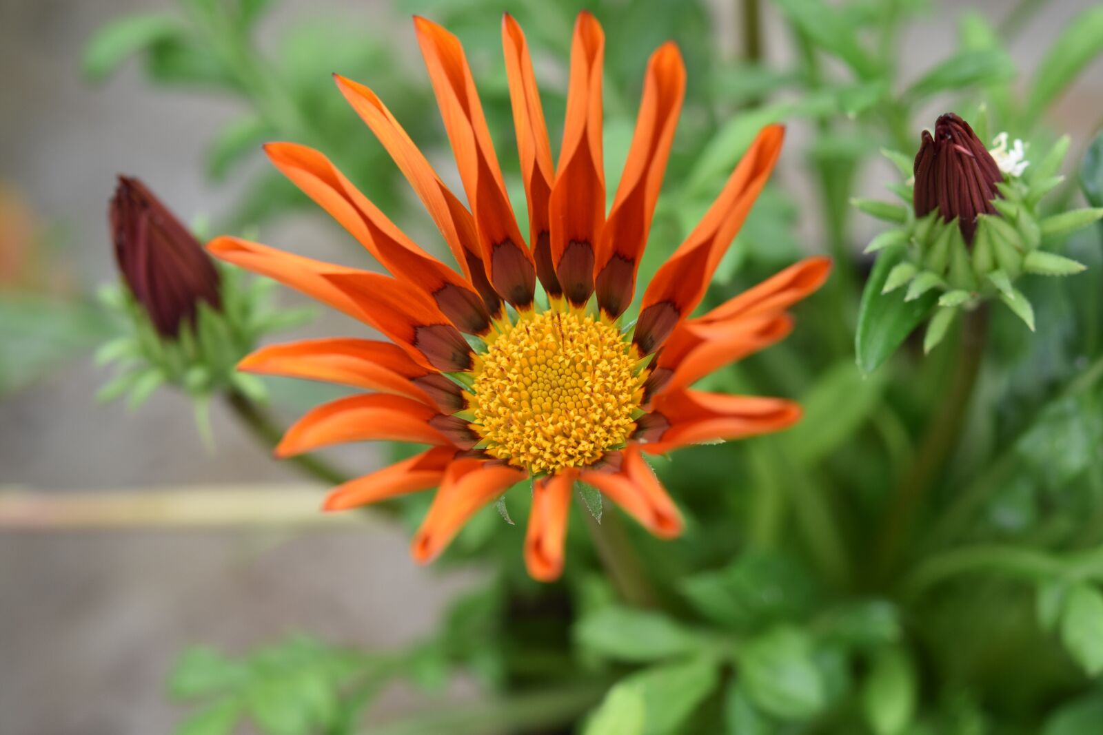 Nikon D5600 sample photo. Flower, flower gazania, flower photography
