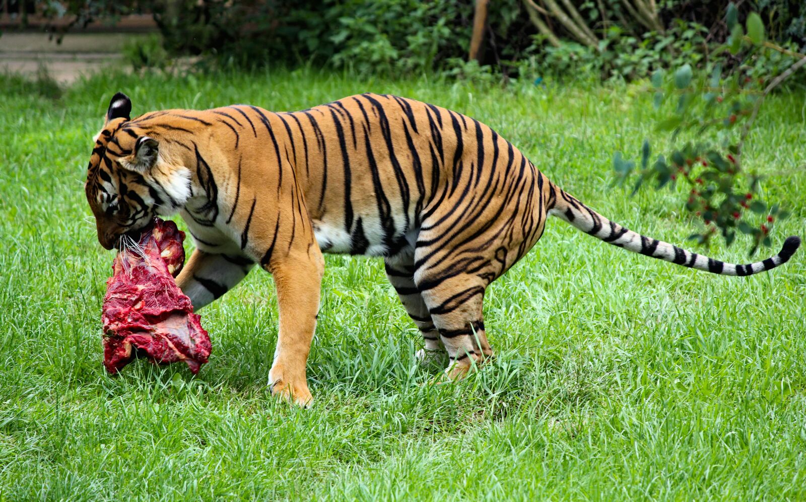 Canon EOS 550D (EOS Rebel T2i / EOS Kiss X4) sample photo. Tiger, beast, feline photography