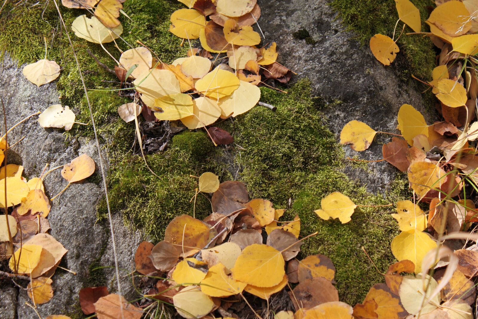 Canon EOS 500D (EOS Rebel T1i / EOS Kiss X3) sample photo. Aspen, leaves, autumn photography