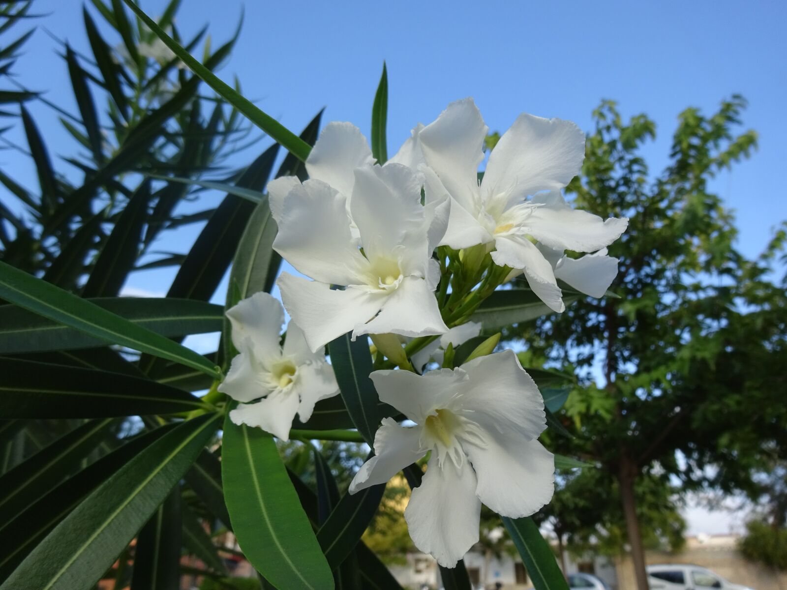 Sony Cyber-shot DSC-WX350 sample photo. White flowers, shrubs, garden photography