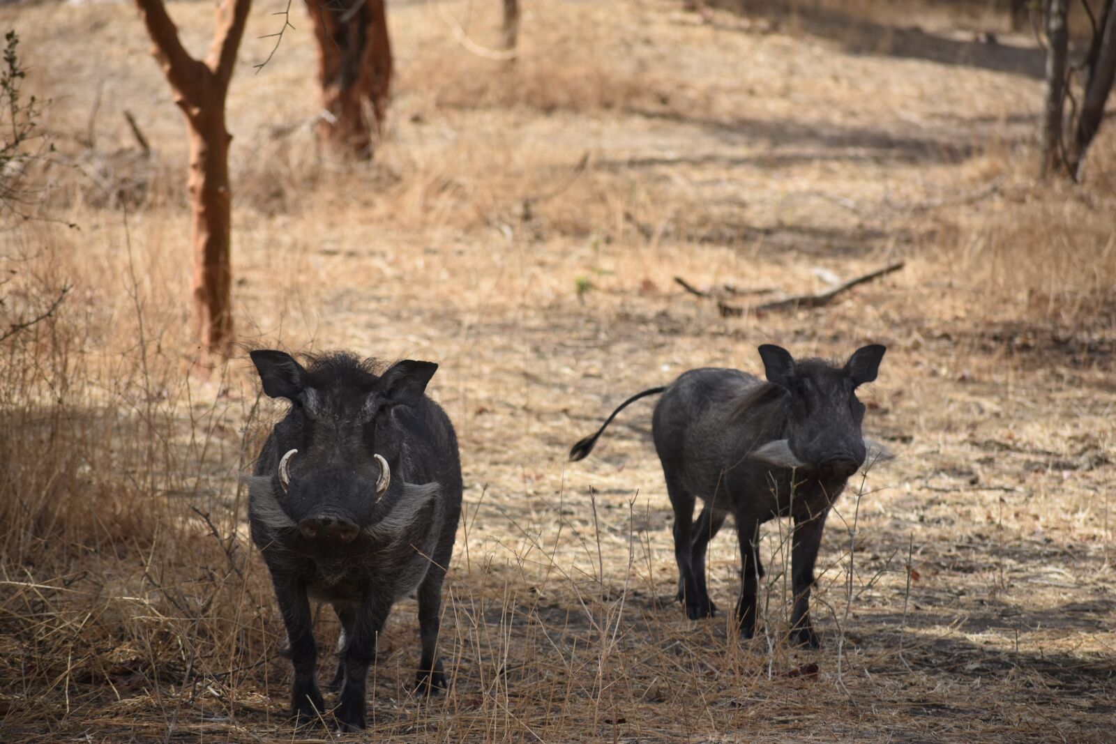 Nikon D3400 sample photo. Warthog, safari, africa photography