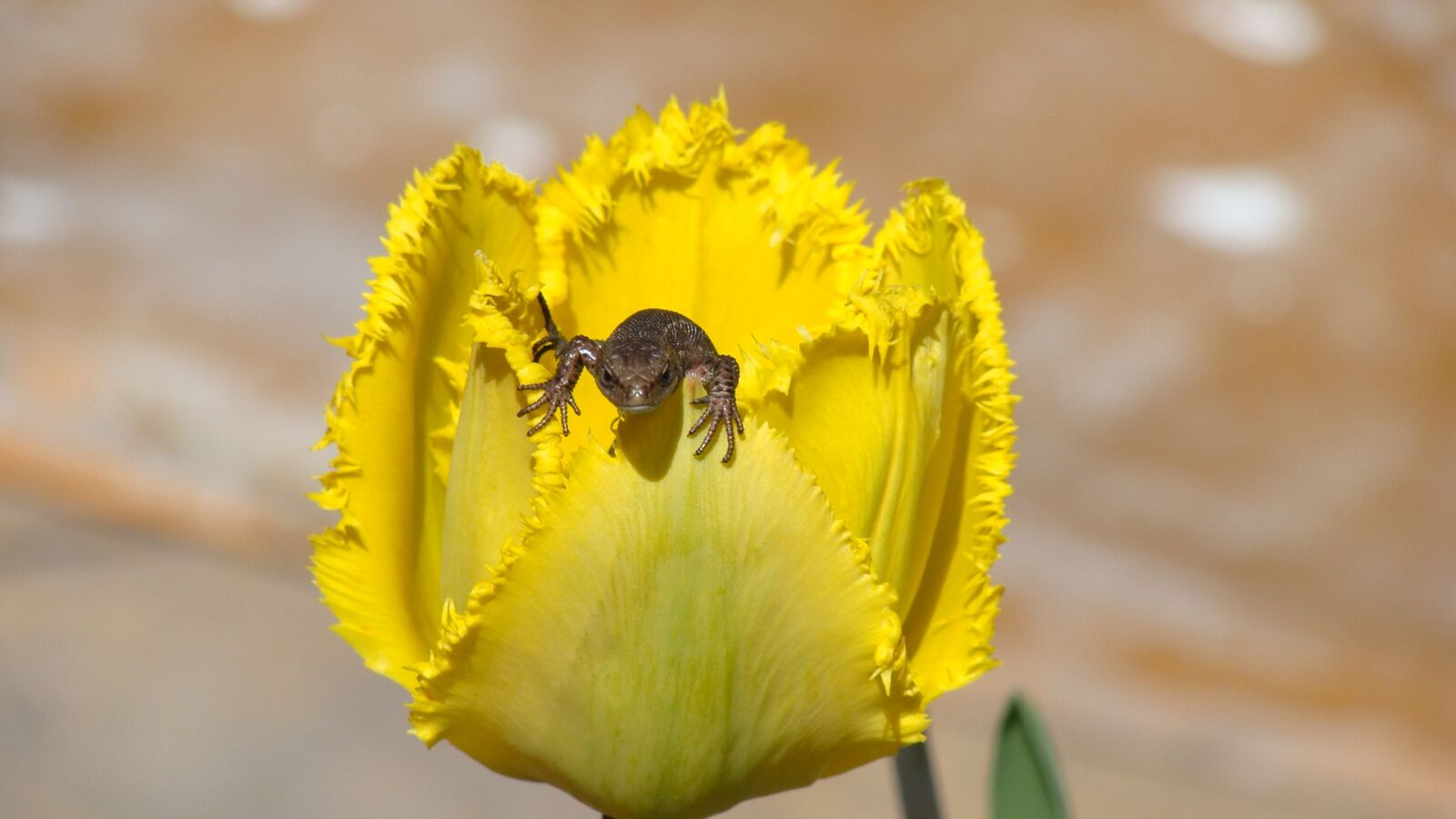 Sony Cyber-shot DSC-H10 sample photo. Yellow tulip, flower, lizard photography