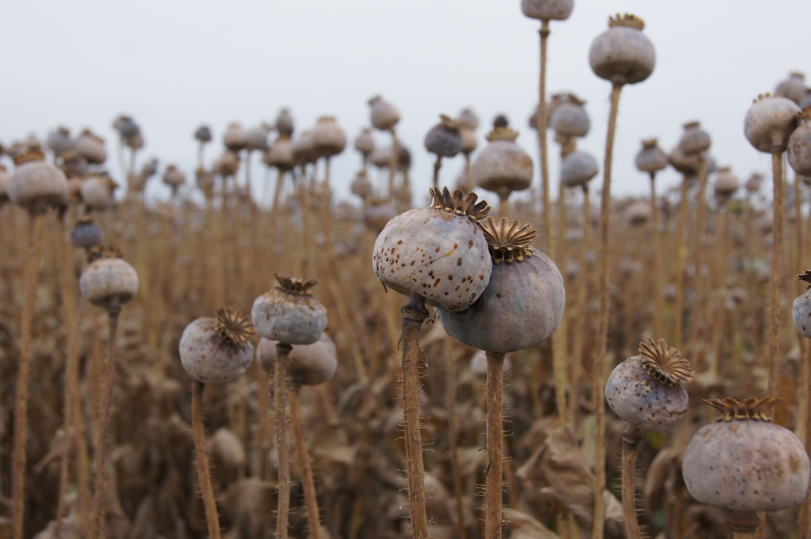 Sony SLT-A33 sample photo. Poppy, poppy capsule, faded photography