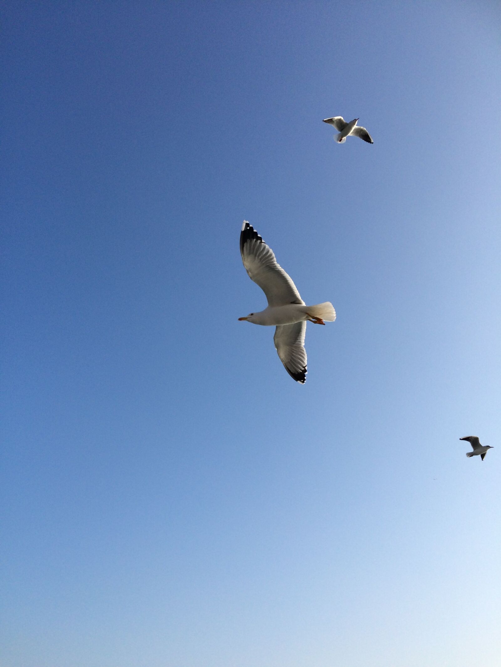 iPhone 5s back camera 4.15mm f/2.2 sample photo. Bird, istanbul, sky photography