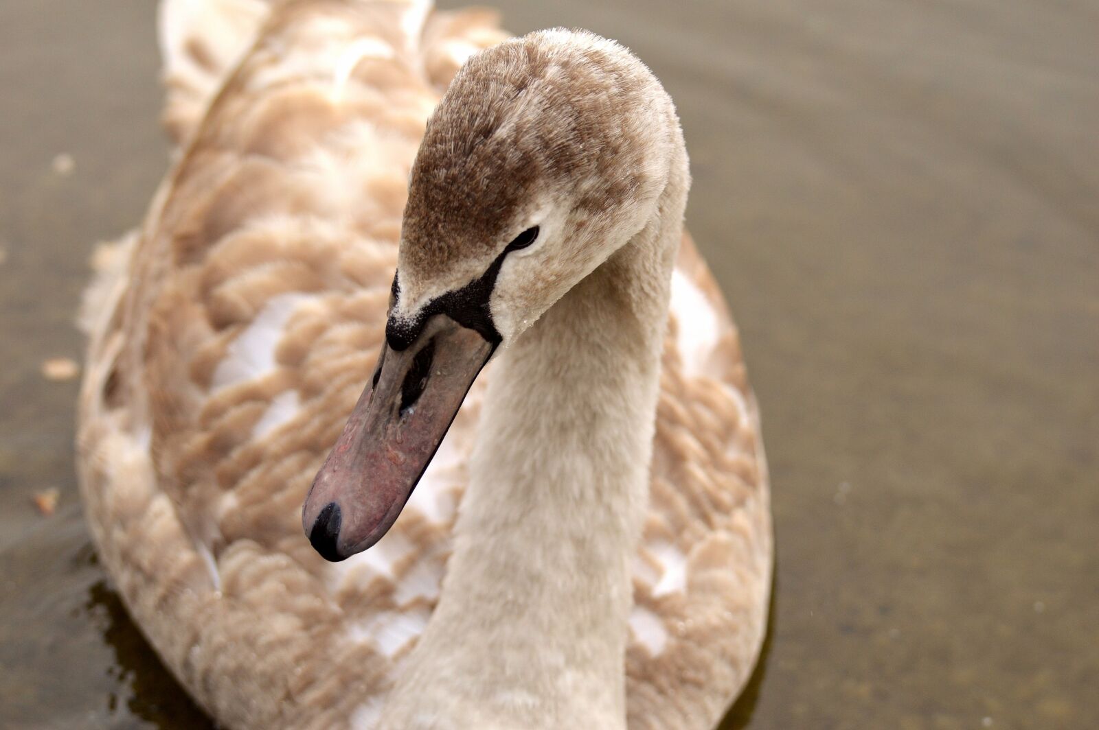 Nikon D3200 sample photo. Swan, young animal, cygnet photography
