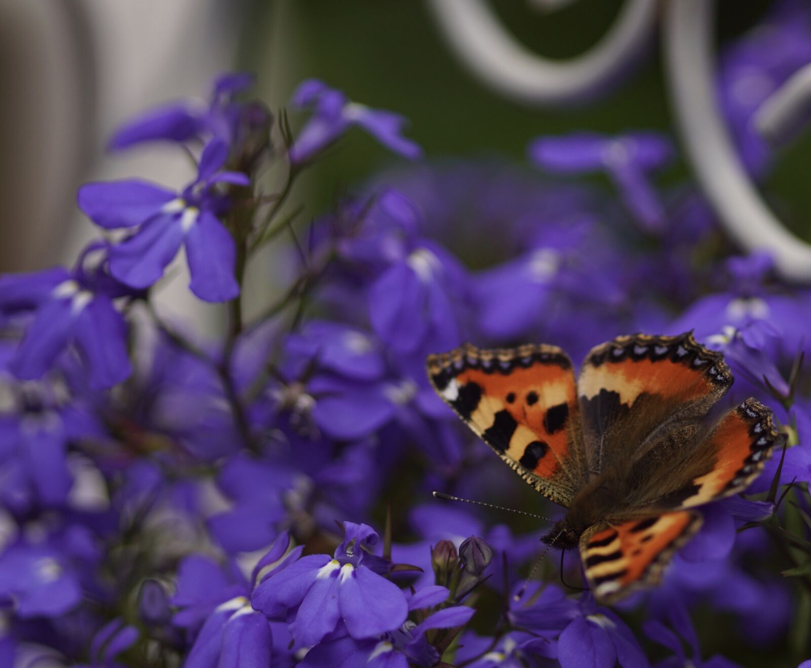 Sony SLT-A68 sample photo. Butterfly, flowers, insect photography