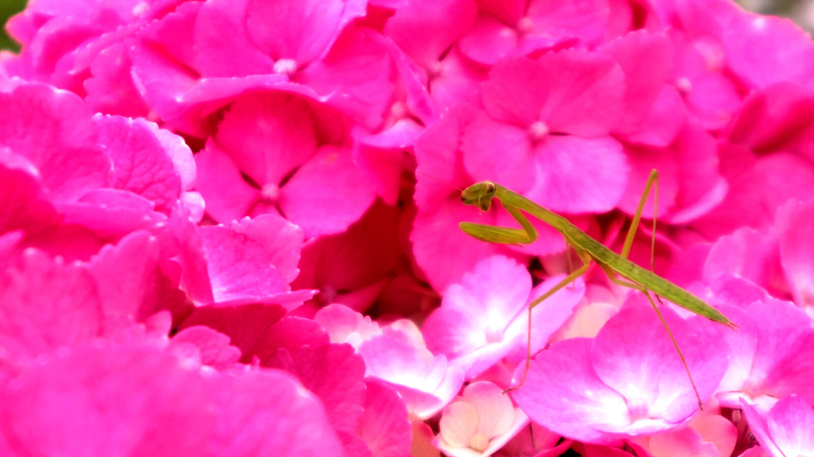 Pentax Q10 sample photo. Flower, hydrangea, red photography