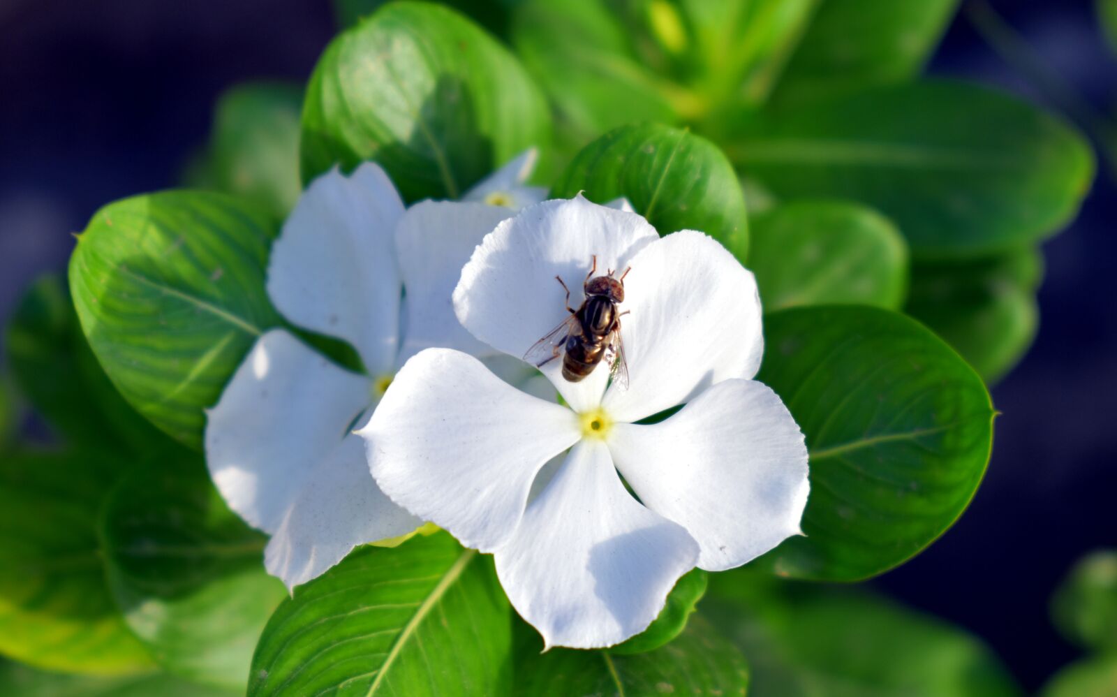 Nikon D5600 sample photo. White flower, fly, periwinkle photography