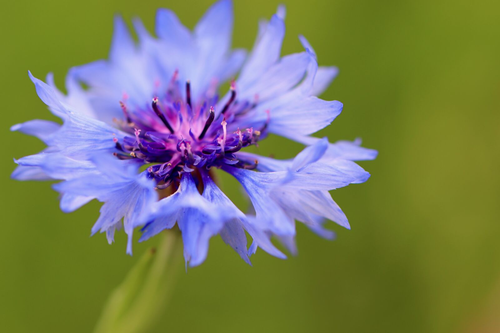 Canon EOS 800D (EOS Rebel T7i / EOS Kiss X9i) + Canon EF 100mm F2.8L Macro IS USM sample photo. Cornflower, pointed flower, bloom photography