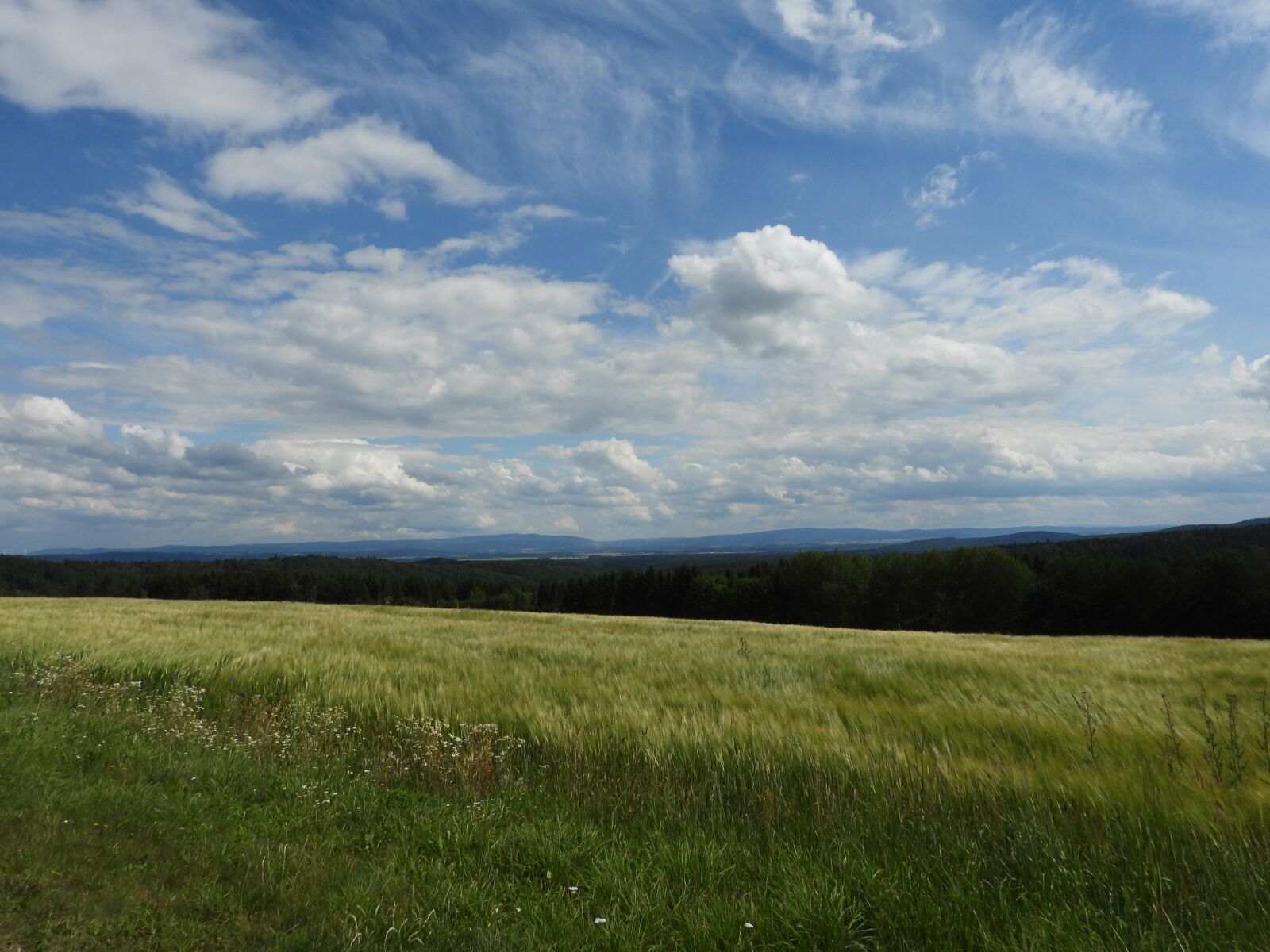 Nikon Coolpix P1000 sample photo. Home, field, nature photography