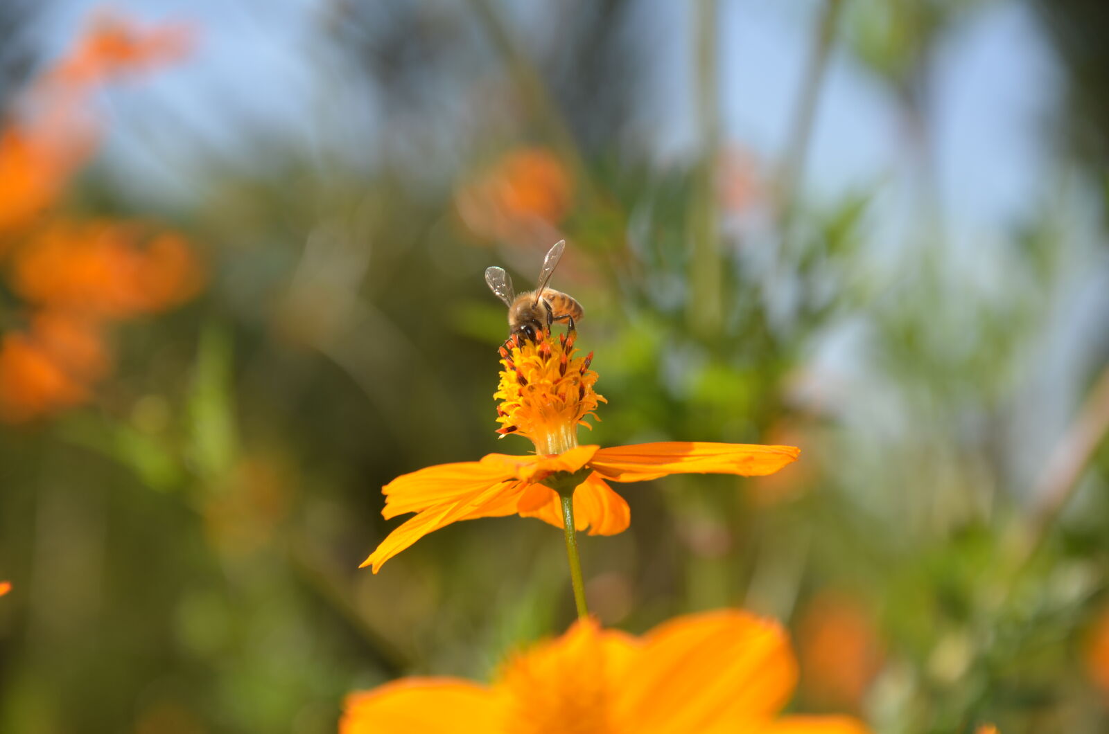 Nikon D7000 sample photo. Bee, pollen photography