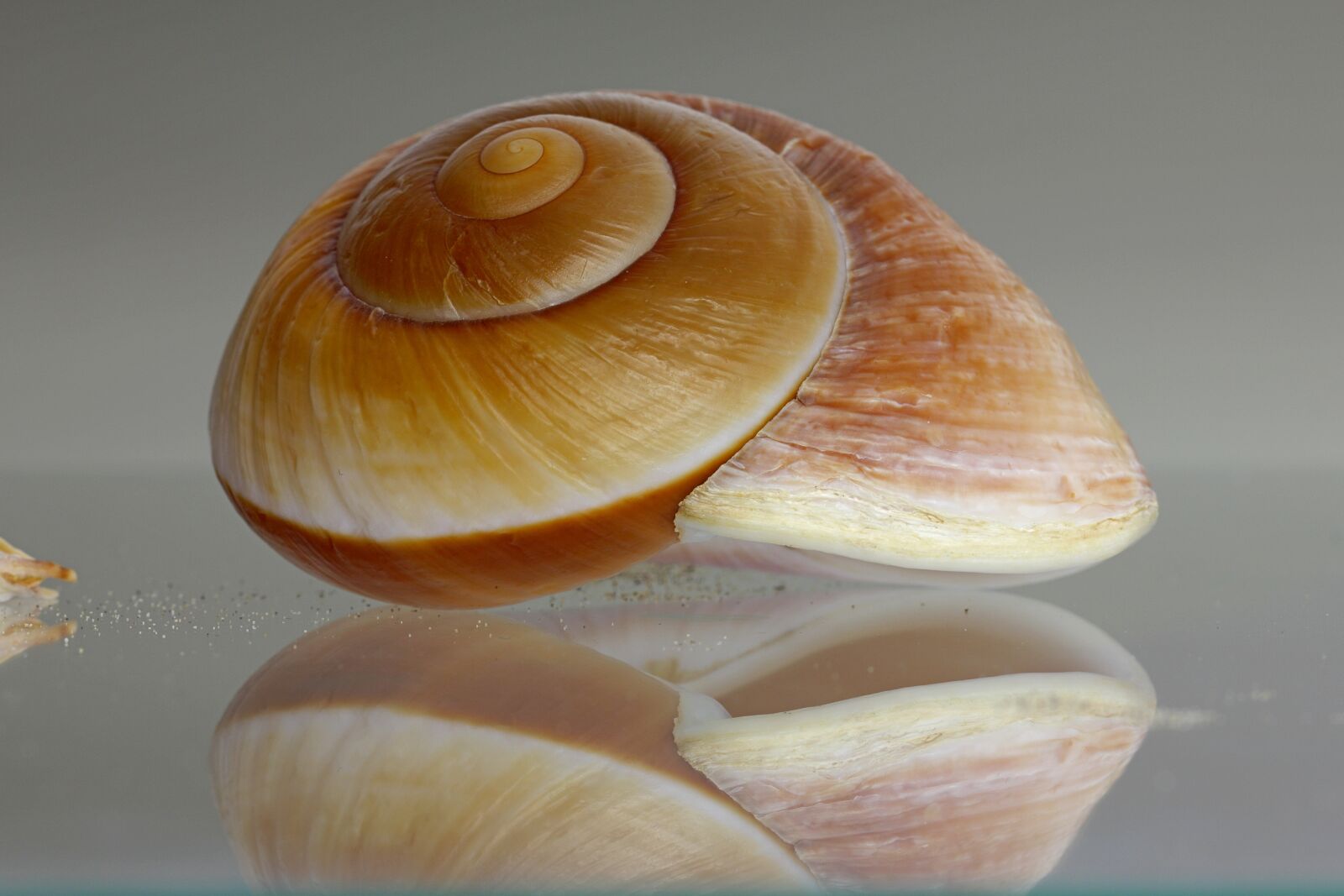 Canon EOS 550D (EOS Rebel T2i / EOS Kiss X4) sample photo. Sea snail, shell, snail photography