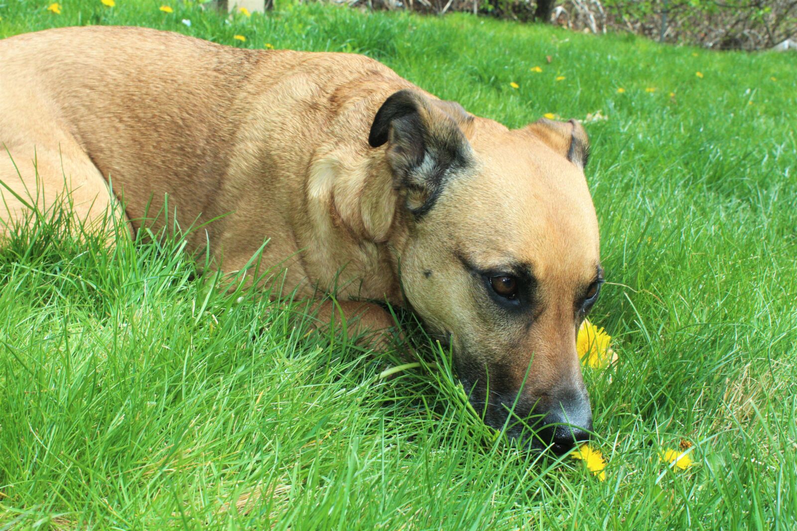 Canon EOS 1200D (EOS Rebel T5 / EOS Kiss X70 / EOS Hi) sample photo. Brown, dog, flowers, green photography