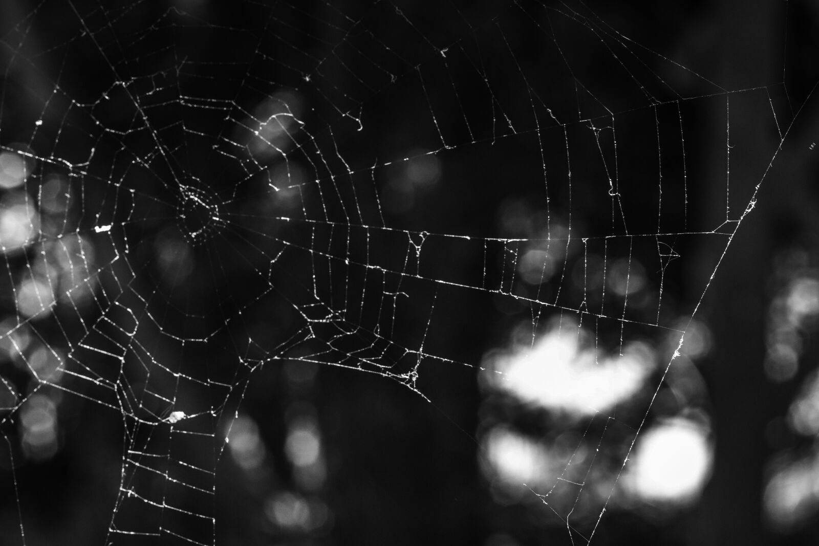 Canon EOS R sample photo. Spider web, cobweb, web photography