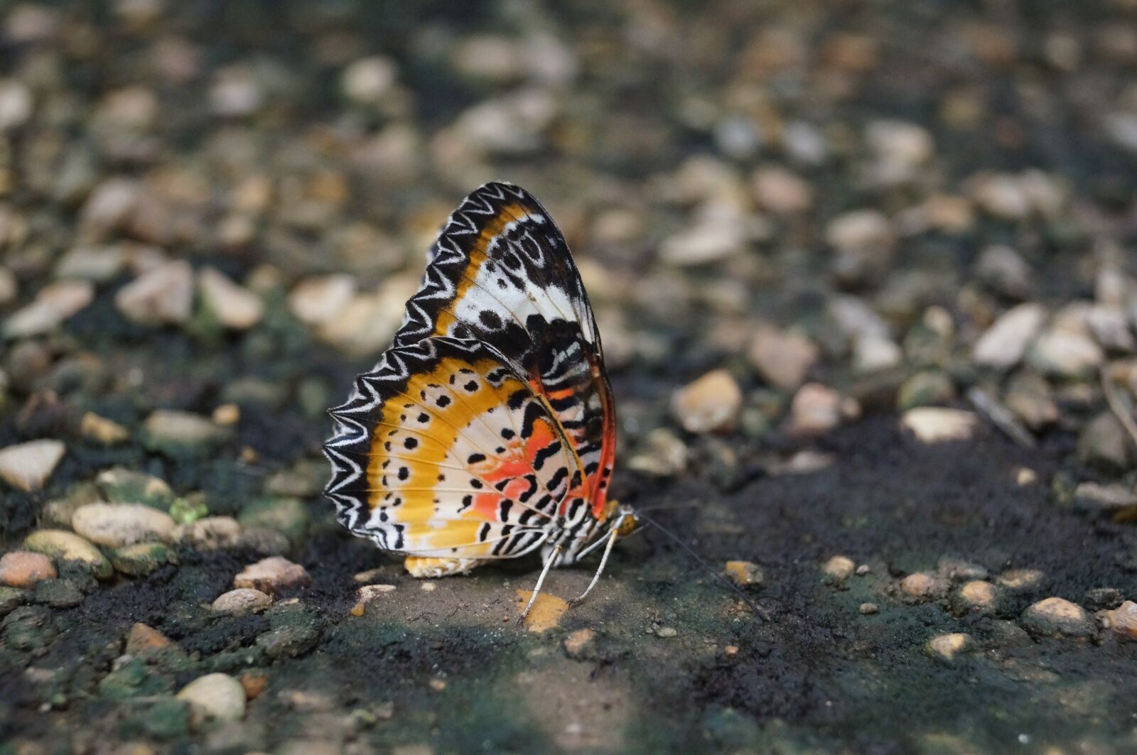 Sony SLT-A57 sample photo. Nature, animal, outdoor photography