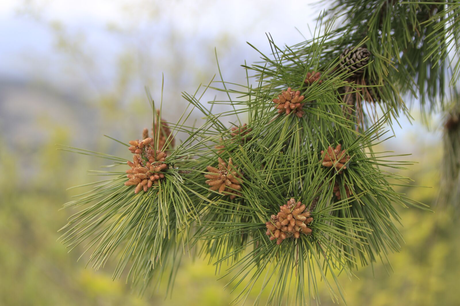 Canon EOS 7D sample photo. Pohang, everywhere park, pine photography