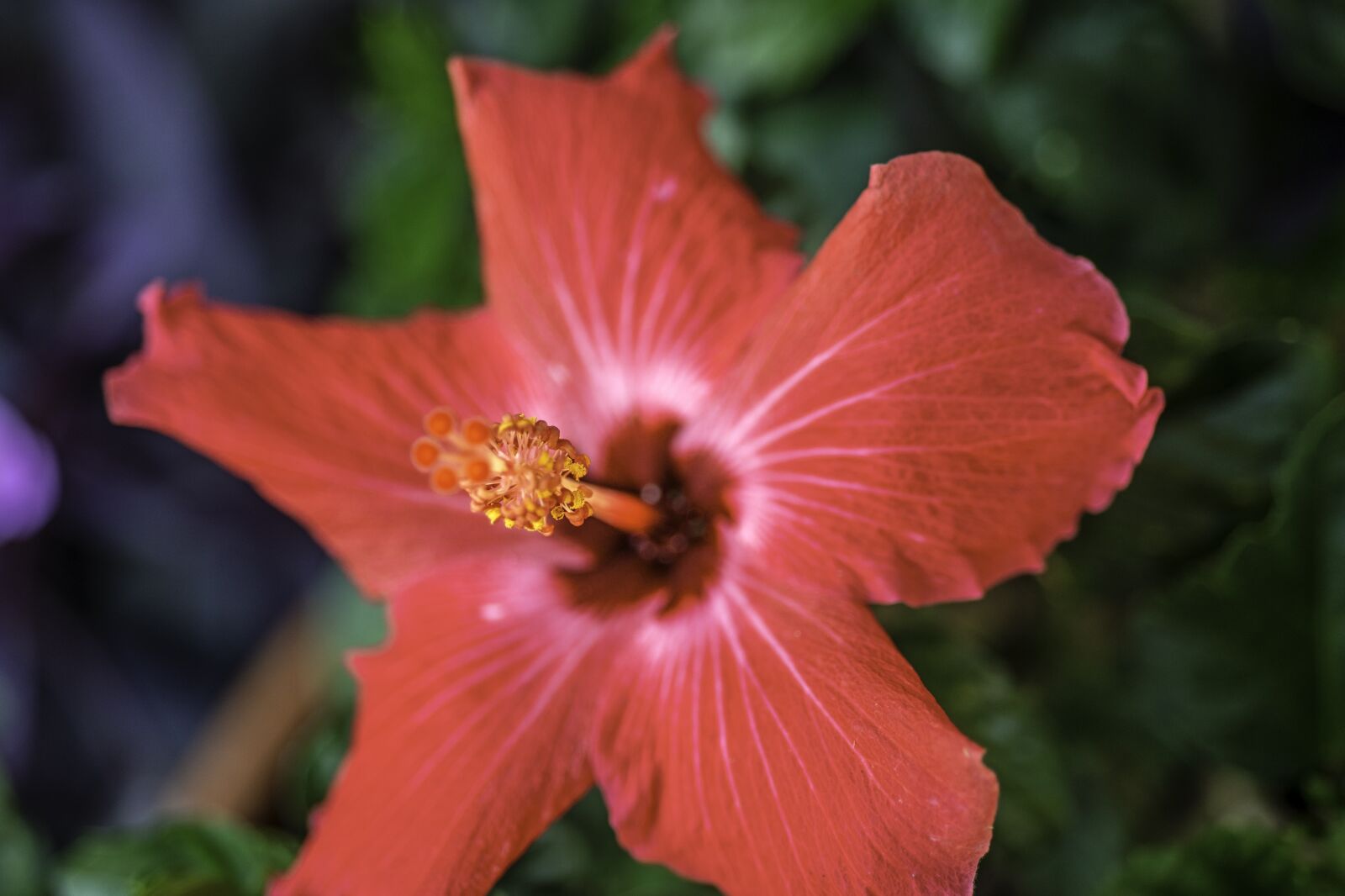 Nikon D800 sample photo. Passover, flower, spring photography